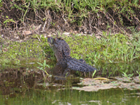 Gator_in_canal
